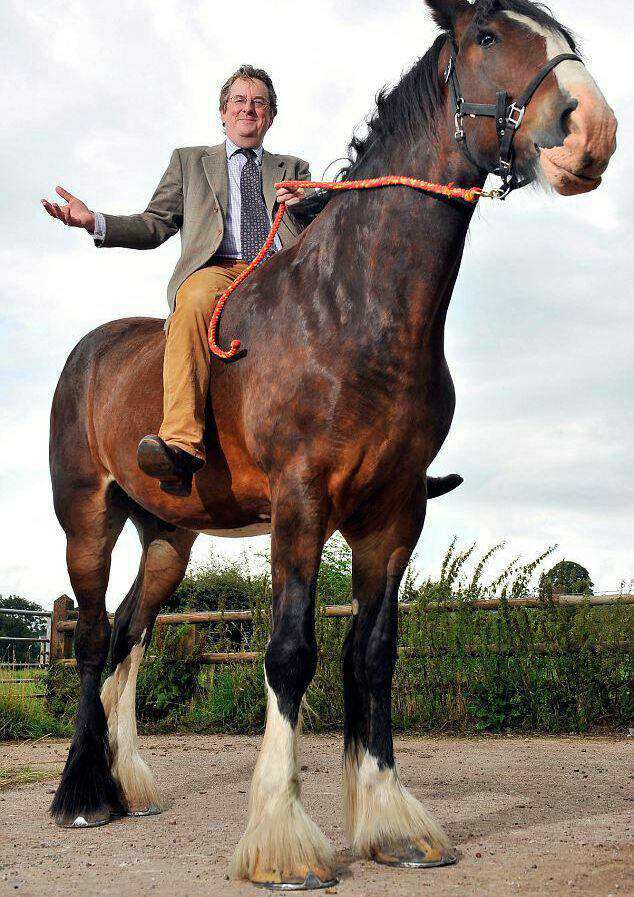 قد بلندترین اسب جهان از نژاد شایر که علاوه بر داشتن 3 متر قد، یک تن هم وزن دارد